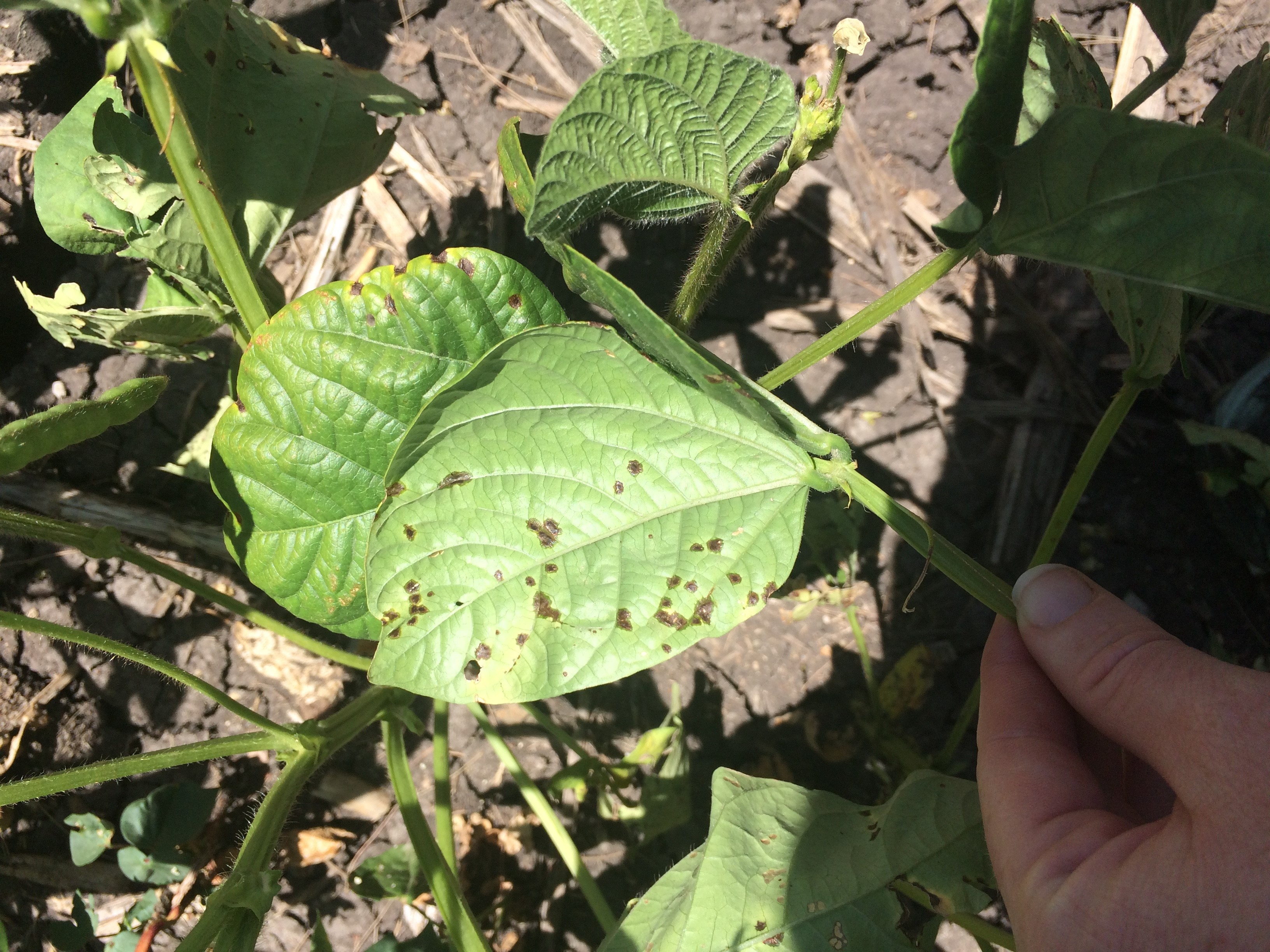 This photo shows plants infected with the halo blight pathogen have small, water-soaked lesions on both sides of leaves.