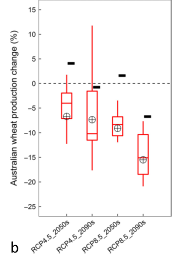 This boxplot graphs shows Australian mean yield response on an area basis (areas climatically suitable for growing wheat). Reductions by 2090 are due to loss of arable land.