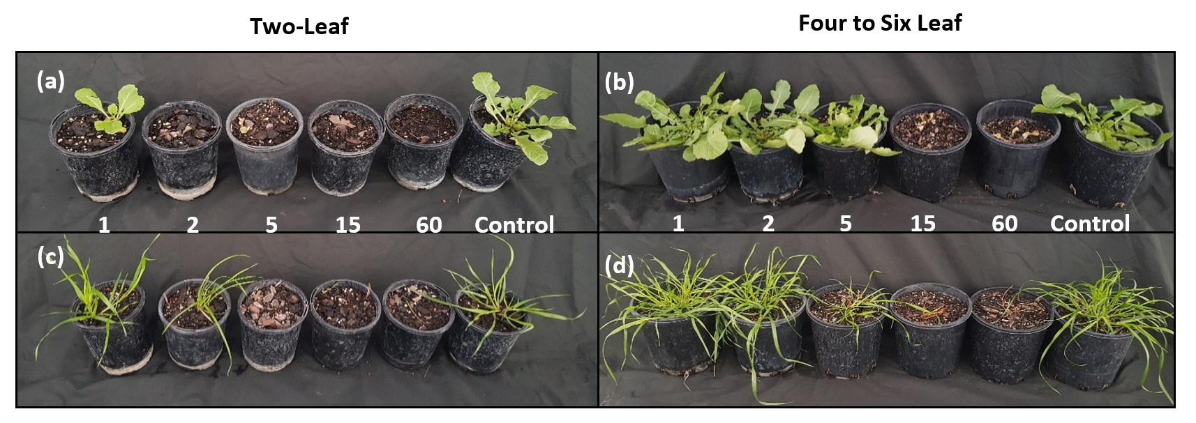 These four images show the impact of laser treatment duration at three weeks post treatment from left to right 1, 2, 5, 15, 60 second exposure and control (0) for turnip weed when treated at the two leaf (a) and four to six leaf (b) stage and ryegrass at the two leaf (c) and four to six leaf stages (d). Biomass was assessed three weeks post treatment.