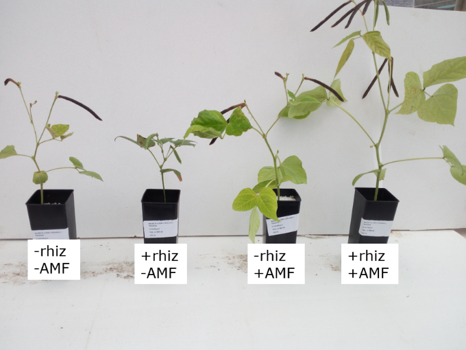 This photo shows how the addition of AMF and rhizobia to mung bean cv. Jade-AU  increased plant biomass and seed yield four-fold 12 weeks after inoculation in Experiment 1.