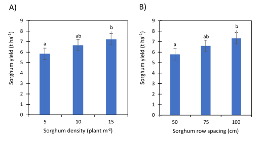 These two column graphs illustrate the effect of A) sorghum density and B) sorghum row spacing on sorghum grain yield, Narrabri, NSW 2017/18. Data points on each graph with a different letter are significantly different at P=0.05. LSD bar is shown on both graphs = 54.