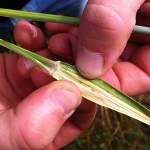 image of russian wheat aphid