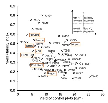 Scatter graph indicating the relationship between the absolute yield of control plants that have been protected from sun and high temperatures and the yield stability index, which is the yield of plants grown under high temperature compared to the yield of the control plants.