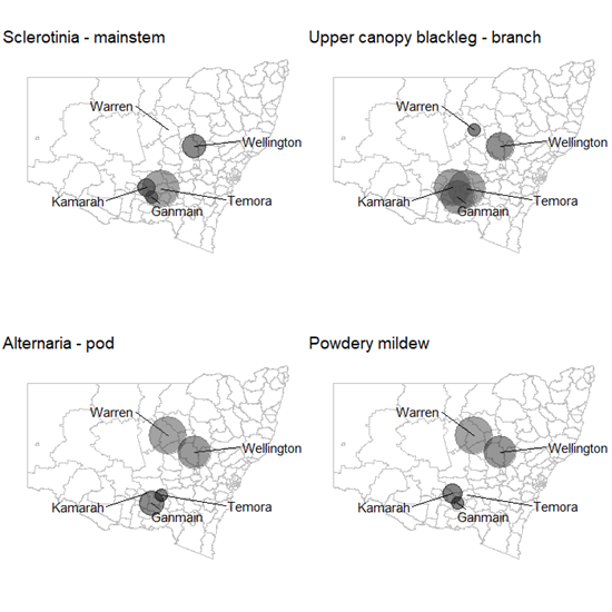 These maps of NSW show the severity of the diseases Sclerotinia stem rot (main stem), upper canopy blackleg (branch), Alternaria (pod) and powdery mildew across five canola fungicide response trials in NSW in 2020. Larger circles represent greater infection levels (data presented from untreated control). Data presented is dimensionless and no comparison can be made across diseases.