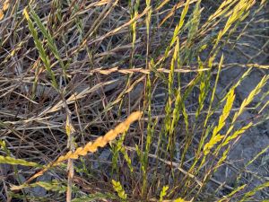 Ryegrass in the field