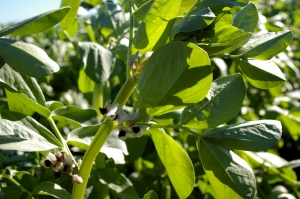 image of faba beans