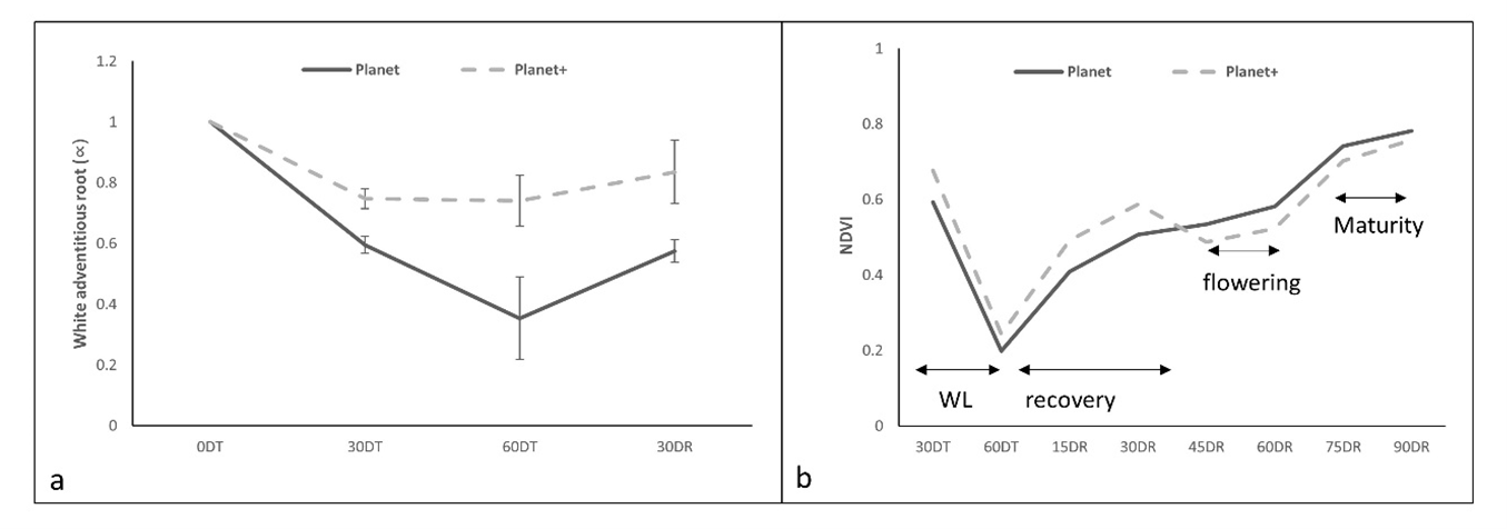 PlanetA+ produced more adventitious roots during and after waterlogging; b: PlanetA+ showed faster recover, earlier flowering and  earlier maturity than PlanetA after waterlogging events; 0DT: before starting waterlogging events, 30DT and 60DT: 30 days and 60 days under waterlogging events, respectively; 15DR, 30DR, 45DR, 60DR, 75DR and 90DR: 15 days, 30 days, 45 days, 60 days,75 days and 90 days recovery after terminating waterlogging events, respectively.