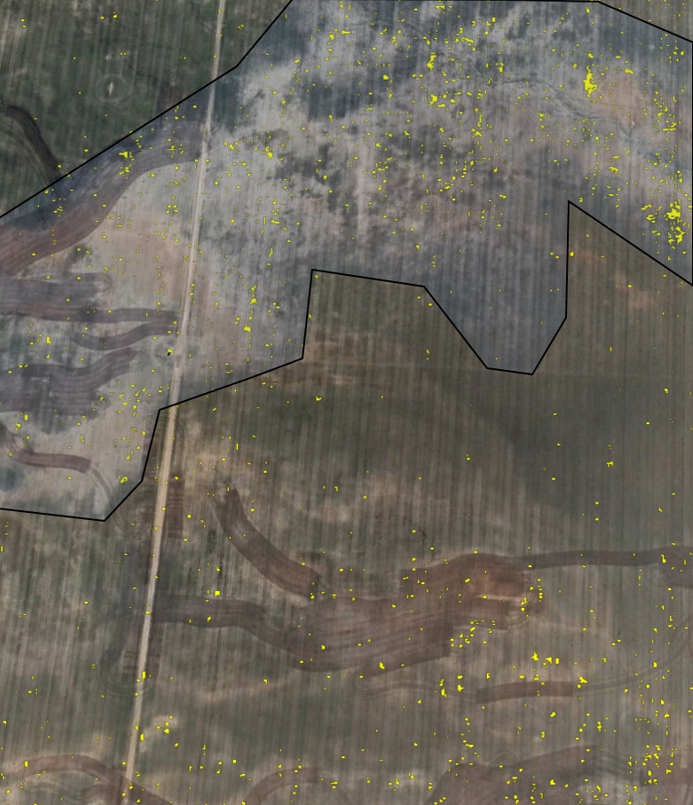 Image of Google Earth® overlaid with weed locations (small yellow atches) and red soil area enclosed in the polygon.