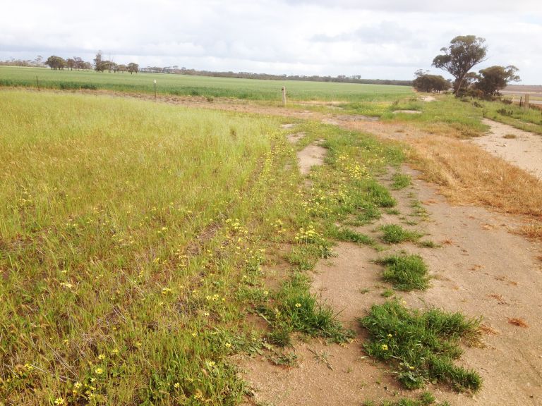 A corner image of a paddock with patchy weeds in the crop.