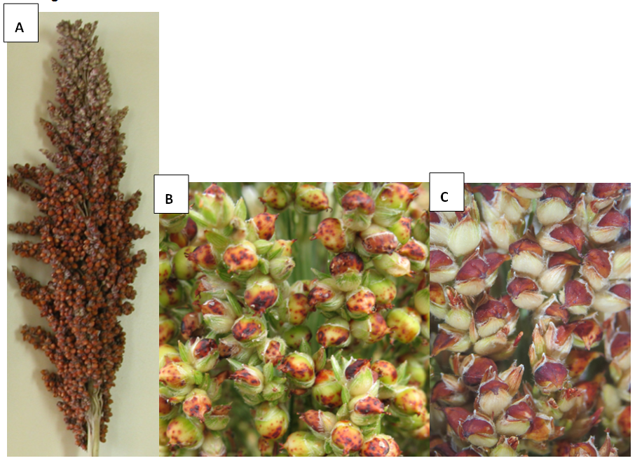 Figure 3. Typical RGB damage to sorghum (A) poor seed set at the top of the panicle similar in appearance to midge damage, (B) reddening and spotting on the seed. (C) heat-damaged sorghum seed, note the reddening, but absence of black feeding marks.