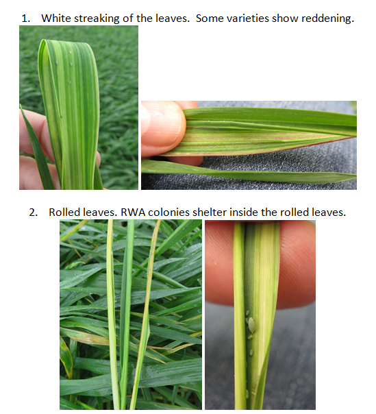 Images of wheat showing Symptoms of Russian wheat aphid v2