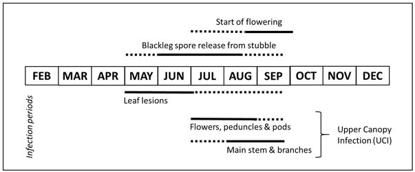 Info graphic showing periods of infection by blackleg for different parts of the canola plant in relation to the period of spore release and start of flowering in medium and high rainfall zones. Solid lines indicate main periods of infection and dashed lines indicate reduced risk from infection. For start of flowering, solid line indicates period in which disease risk is reduced while dashed line indicates period of increased disease risk.