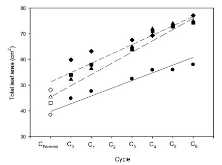 Scatter graph of the relationship between the cycle numbers and the total leaf area
