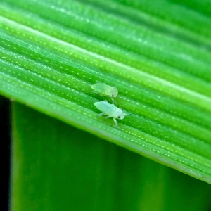 The Russian wheat aphid