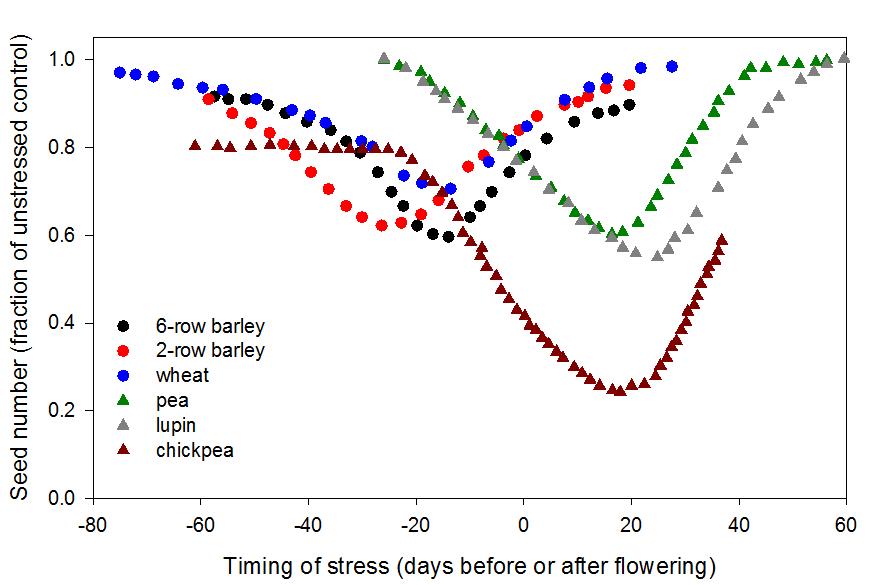 Graph showing the timing of the critical period for seed number and thus yield determination in different grain crops 