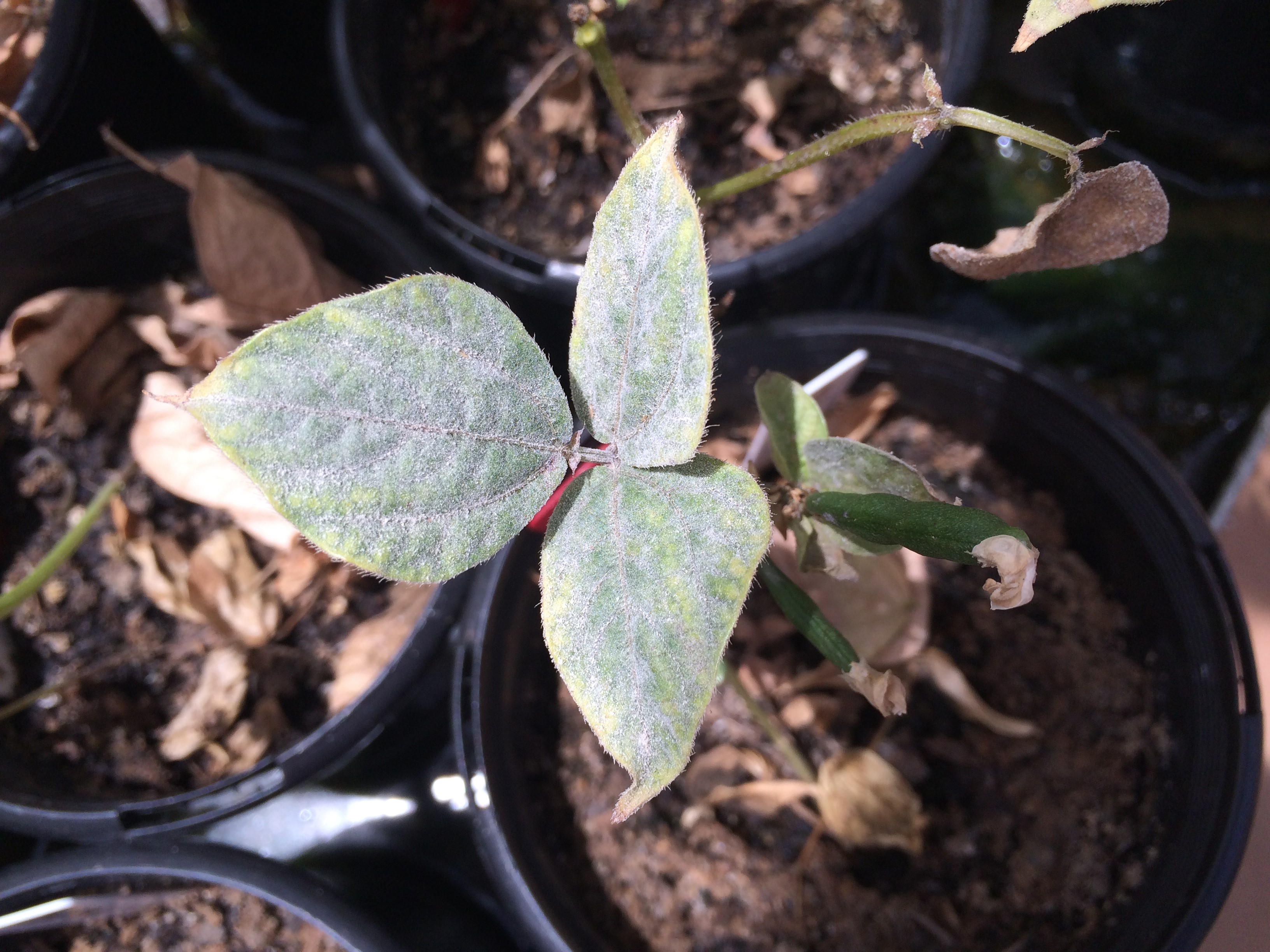 This photo shows white fungal growth on leaves caused by the mungbean powdery mildew pathogen.