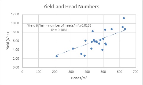 Line graph indicating the relationship between final grain yield and wheat head numbers or in other words the number of tillers per square metre, measured at late stem elongation