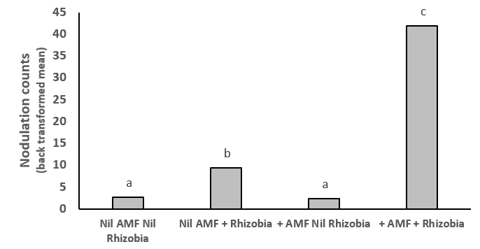 This graph illustrates the AMF and rhizobia increase nodulation 4.5-fold compared to rhizobia alone in mung bean. Different letters indicate significant differences at P=0.05.