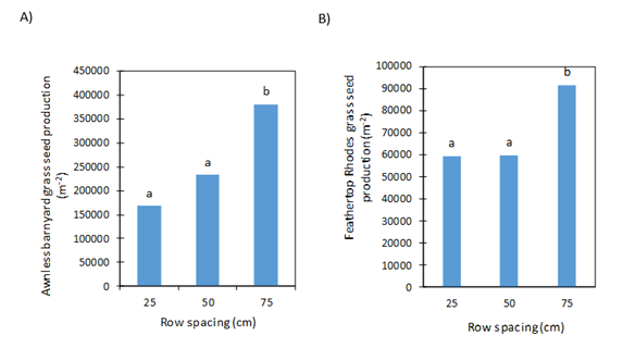 These two column graphs show the effect of mungbean row spacing on A) feathertop Rhodes grass and B) awnless barnyard grass seed production, Hermitage, Qld 2016/17. Data with a different letter are significantly different (P=0.05). LSD=28,260 (A) and 125,934 (B).