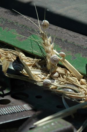 image of Snails can clog up farm machinery 