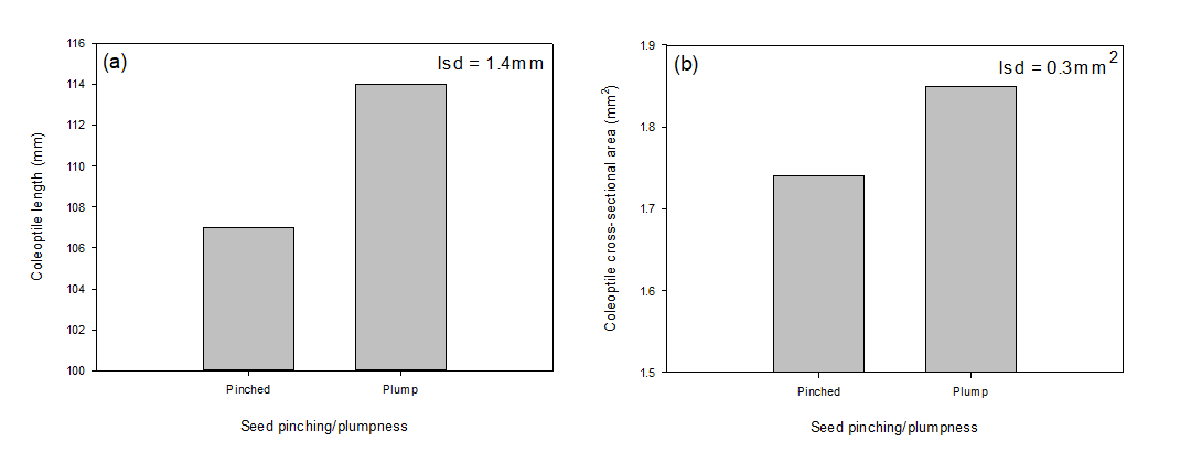 Two column graphs showing influence of seed plumpness on (a) coleoptile length and (b) coleoptile cross-sectional area. Both pinched and plump seed groups were an average seed size of 44mg