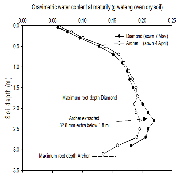 This scatter plot with line of best fit shows the residual soil water at harvest following a terminal drought in 2018 showed deeper rooting and increased deep water use in an early April sown canola variety (Archer) compared with May-sown variety (Diamond) with similar flowering dates (Kirkegaard et al., 2020).