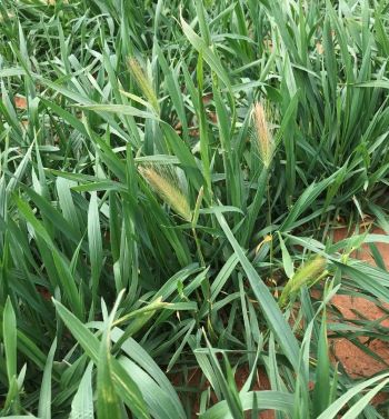 image of Barley grass in crop 