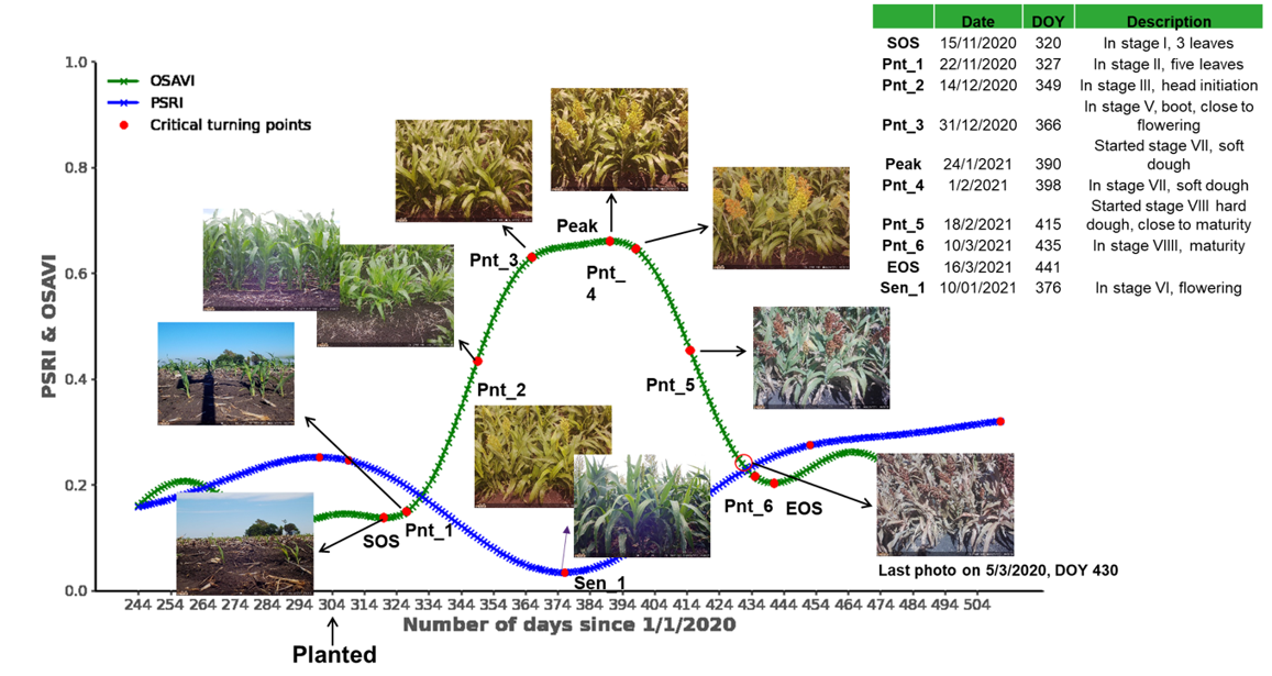 Crop growth curve for derived mathematical attributes - the Optimized Soil Adjusted Vegetation Index (OSAVI) and Plant Senescence Reflectance Index (PSRI) - and measured crop phenology for Sorghum 2020/2021 season in Jondaryan. 