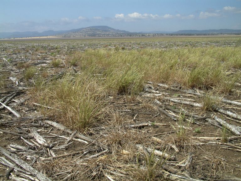 Image of mixed weed sward where larger plants have survived Paraquat on big ryegrass