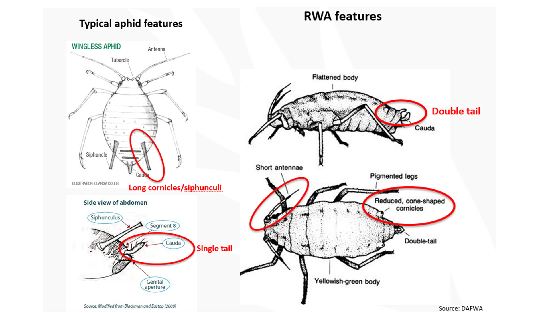 Figure 2. Features to look for in a Russian wheat aphid