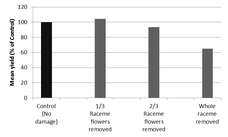 Bar chart showing Aggregated treatment yields across 8 sites near Spring Ridge NSW, 2014, expressed as a percentage of the control.