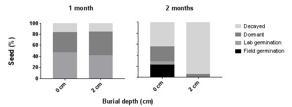 Bar chart showing Effect of burial depth on seed fate of statice collected from Warnertown, SA, after 1 and 2 months in the field.