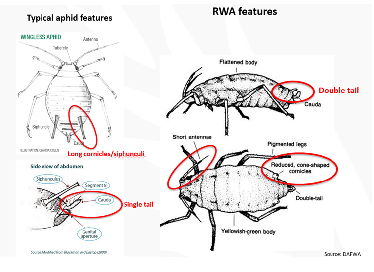 Diagram of Russian Wheat Aphid pest showing Features to look for in a Russian wheat aphid v2