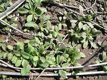 Image of flaxleaf fleabane