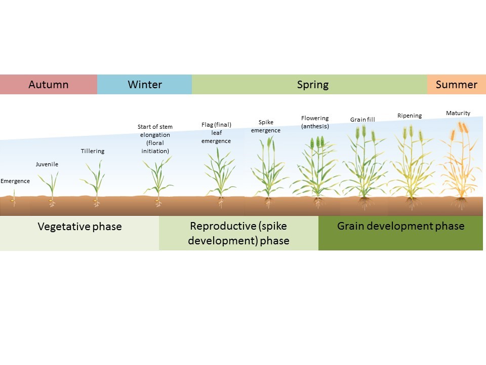 Diagram showing the life cycle of wheat showing key development stages (above images) and phases (below images) relative to seasons of the year under Australian conditions.
