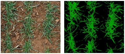 This is a set of two images - a digital camera photo of wheat crop and a digital image showing the wheat crop with segmentation of leaf area.