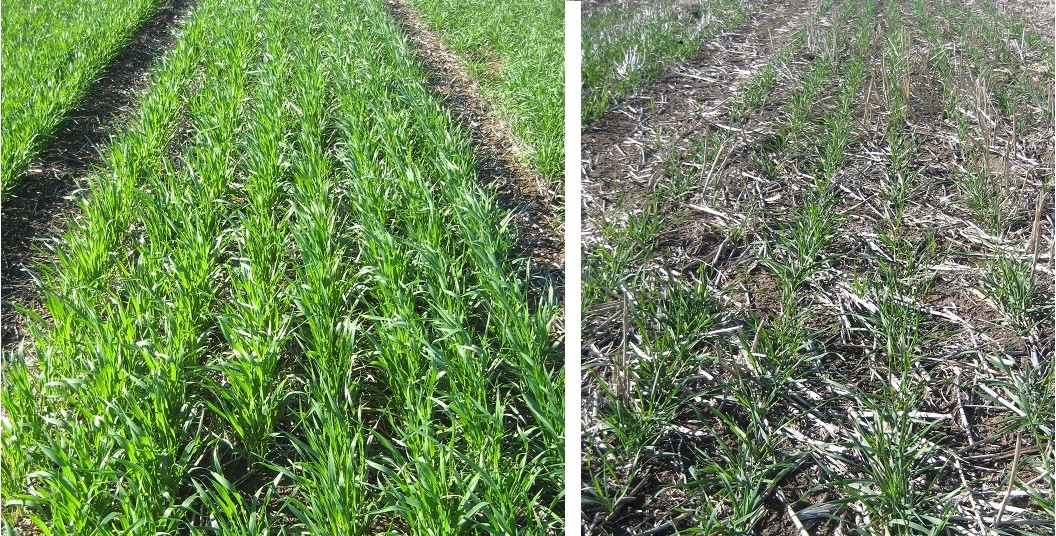 Photo of wheat in a trial with the photo on right hand side indicating wheat that had been pre-irrigated and on the left hand side wheat that had no pre-irrigation. The photos indicate greater wheat biomass in response to irrigation