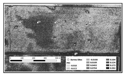 Spatial variation in the photochemical response index (PRI) across a wheat paddock (paddock 2) linked with crop frost damage. This represents an opportunity for spatial management of crops for hay versus grain production. Dark grey areas indicate low yielding zones and light grey areas are high yielding zones.