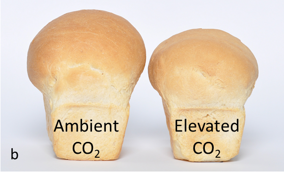 This is a photo of two loves of bread as example of reduction in bread quality due to eCO2. 