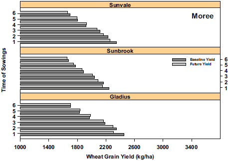 This series of bar graphs show examples of wheat yields (kg/ha) under baseline (1980-1999) and future 2030 conditions for six times of sowing at Moree. At Moree, 2030 climate (light grey) is predicted to decrease yields.