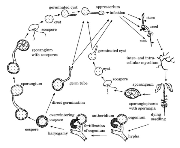 This illustrative diagram shows the life  cycle of a typical root infecting oomycete Pythium and Phytophthora species (Van West, Appiah, & Gow, 2003).