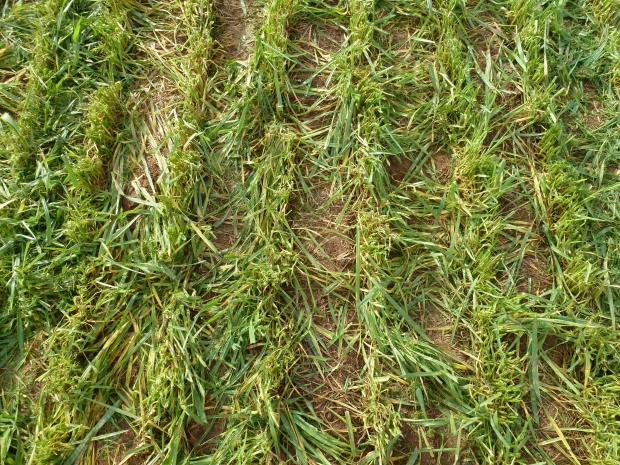 image of in wheat crops