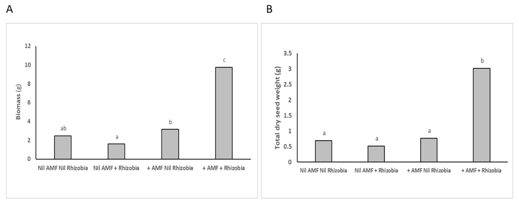 These two bar graphs show the Synergistic effects of inoculation with both AMF and rhizobia at 12 weeks in Experiment 1 resulted in 4-fold increase in biomass (A-left) and seed weight (B-right) in mung bean. Different letters indicate significant differences at P=0.05
