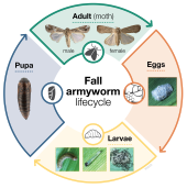 Fall armyworm biology 