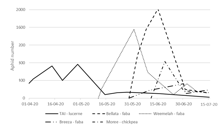 This line graph plots the aphids (number of aphids / m2 yellow sticky trap / day) caught on yellow sticky traps in 5 sites in northern NSW, Autumn 2020