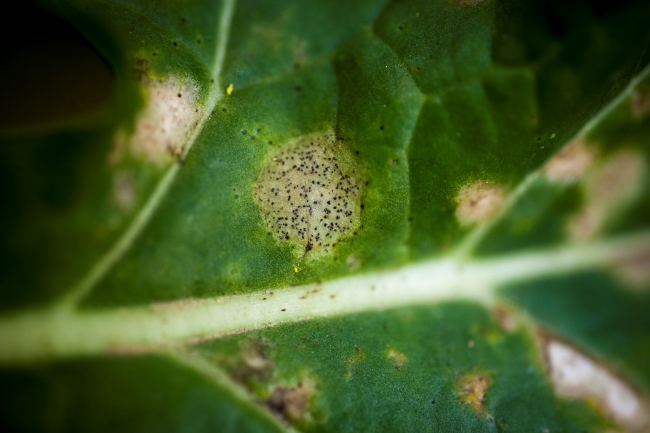 image of Blackleg leaf lesions in canola