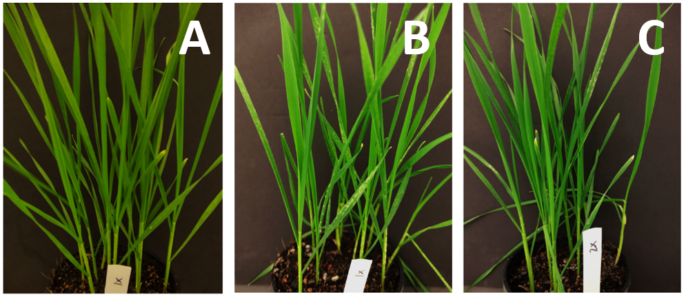 Photographs of wheat powdery mildew symptoms (three images).