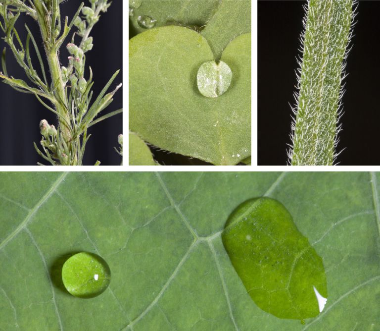 Figure 3 waxy and hairy leaf surface