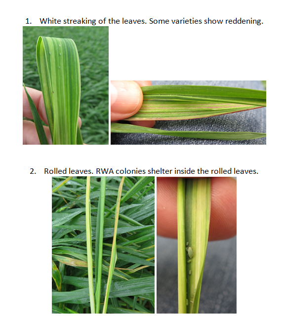 Figure 1. Symptoms of Russian wheat aphid v2 NR