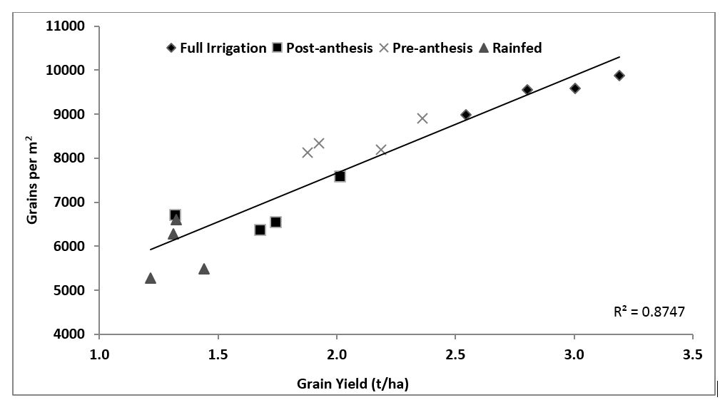 Figure 4. Relationship between grain number per square metre and total grain yield for four barley varieties treated with four irrigation practices.